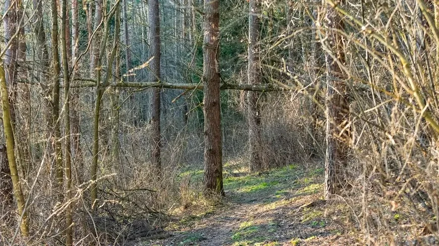 Mazurskim lasom grożą pożary. Jest bardzo sucho