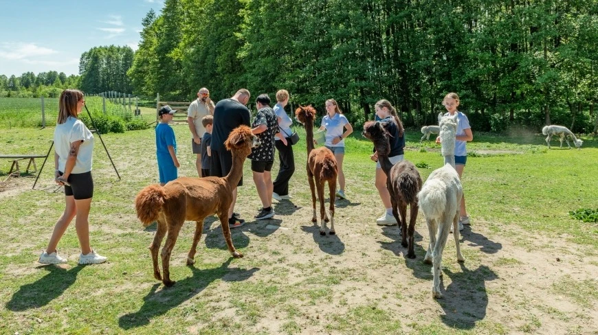 Alpakadabra - magiczna oaza spokoju na Mazurach, którą trzeba odwiedzić