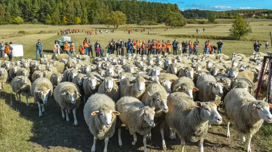 IV Redyk Mazurski w Sołdanach. Święto nowej pasterskiej tradycji na Mazurach