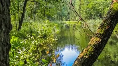 Spływy kajakowe rzeką Sapina - zdjęcie 11