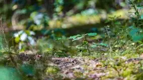 Letni las w okolicach Kruklina, sierpień 2021 r. - zdjęcie 42