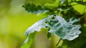 Letni las w okolicach Kruklina, sierpień 2021 r. - zdjęcie 39