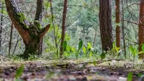 Letni las w okolicach Kruklina, sierpień 2021 r. - zdjęcie 28