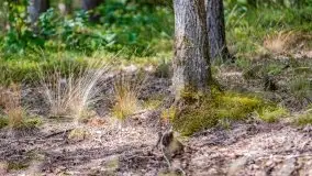 Letni las w okolicach Kruklina, sierpień 2021 r. - zdjęcie 36