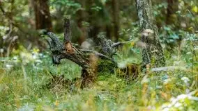 Letni las w okolicach Kruklina, sierpień 2021 r. - zdjęcie 35