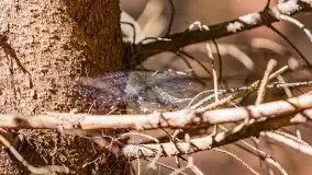 Letni las w okolicach Kruklina, sierpień 2021 r. - zdjęcie 11