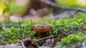 Letni las w okolicach Kruklina, sierpień 2021 r. - zdjęcie 14