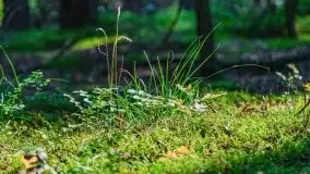 Letni las w okolicach Kruklina, sierpień 2021 r. - zdjęcie 25