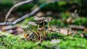 Mazurskie grzyby, fotogaleria bez wybrzydzania  - zdjęcie 25