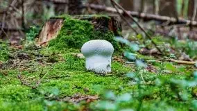 Mazurskie grzyby, fotogaleria bez wybrzydzania  - zdjęcie 34