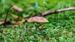 Mazurskie grzyby, fotogaleria bez wybrzydzania  - zdjęcie 41