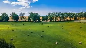 Mazurskie słoneczniki, sierpień 2021 - zdjęcie 9