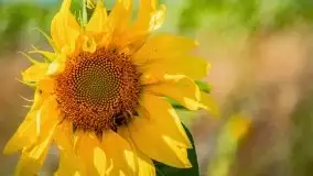 Mazurskie słoneczniki, sierpień 2021 - zdjęcie 15