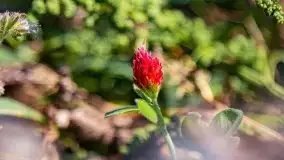 Mazurskie słoneczniki, sierpień 2021 - zdjęcie 23