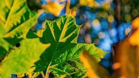 Zachód słońca, Giżycko, jezioro Niegocin, październik 2021 r. - zdjęcie 11