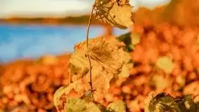 Jesienny Dargin pełen urokliwych kolorów - zdjęcie 39