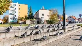 Kanał Łuczański w barwach jesieni, październik 2021 r. - zdjęcie 12