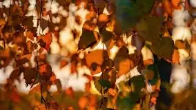 Wschód słońca nad jeziorem Kruklin, październik 2021 r. - zdjęcie 71