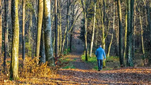 Las miejski w Giżycku pod koniec jesieni, listopad 2021 r. - zdjęcie 5