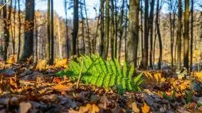 Las miejski w Giżycku pod koniec jesieni, listopad 2021 r. - zdjęcie 55