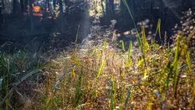 Las miejski w Giżycku pod koniec jesieni, listopad 2021 r. - zdjęcie 22