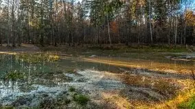 Las miejski w Giżycku pod koniec jesieni, listopad 2021 r. - zdjęcie 11