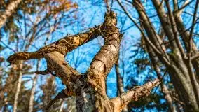 Las miejski w Giżycku pod koniec jesieni, listopad 2021 r. - zdjęcie 9