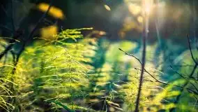 Las miejski w Giżycku pod koniec jesieni, listopad 2021 r. - zdjęcie 13