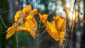 Las miejski w Giżycku pod koniec jesieni, listopad 2021 r. - zdjęcie 20