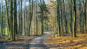 Las miejski w Giżycku pod koniec jesieni, listopad 2021 r. - zdjęcie 25