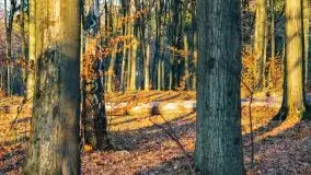 Las miejski w Giżycku pod koniec jesieni, listopad 2021 r. - zdjęcie 48