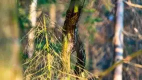 Przedwiośnie 2021 w lesie niedaleko Szczybałów Giżyckich - zdjęcie 13