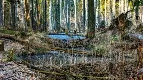 Przedwiośnie 2021 w lesie niedaleko Szczybałów Giżyckich - zdjęcie 9