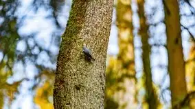 Przedwiośnie 2021 w lesie niedaleko Szczybałów Giżyckich - zdjęcie 8