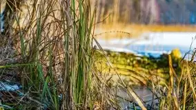 Zimowy las nad jeziorem Mulik, styczeń 2021 - zdjęcie 2