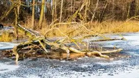 Zimowy las nad jeziorem Mulik, styczeń 2021 - zdjęcie 31