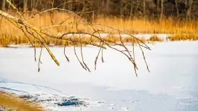 Zimowy las nad jeziorem Mulik, styczeń 2021 - zdjęcie 47