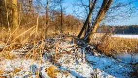 Zimowy las nad jeziorem Mulik, styczeń 2021 - zdjęcie 25