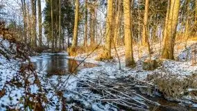 Zimowy las nad jeziorem Mulik, styczeń 2021 - zdjęcie 4