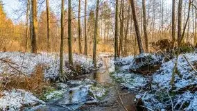 Zimowy las nad jeziorem Mulik, styczeń 2021 - zdjęcie 1