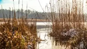 Zimowy las nad jeziorem Mulik, styczeń 2021 - zdjęcie 19