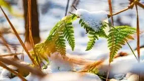 Zimowy las nad jeziorem Mulik, styczeń 2021 - zdjęcie 39