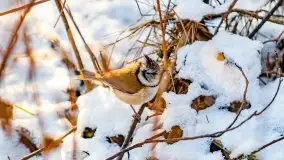 Zimowy las nad jeziorem Mulik, styczeń 2021 - zdjęcie 27