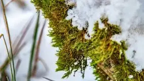 Księżycowy Dworek i jezioro Siercze w okowach zimy - zdjęcie 20