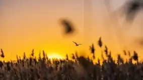 Wschód słońca nad jeziorami Boczne i Niegocin, styczeń 2022 r. - zdjęcie 4