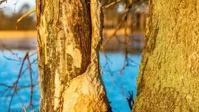 Wschód słońca nad jeziorami Boczne i Niegocin, styczeń 2022 r. - zdjęcie 46