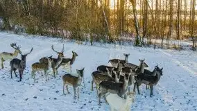 Daniele w okolicach Sztynortu, styczeń 2022 r. - zdjęcie 1