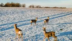 Daniele w okolicach Sztynortu, styczeń 2022 r. - zdjęcie 19