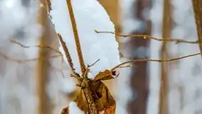 Zimowe widoki, pomiędzy Giżyckiem a Wilkasami - zdjęcie 35