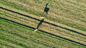 Sarny na mazurskich bezdrożach i polach - zdjęcie 12